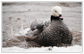 among the ducks - Kostenloses image #487857